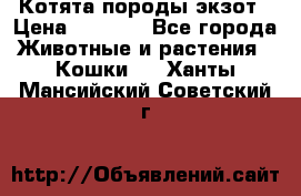 Котята породы экзот › Цена ­ 7 000 - Все города Животные и растения » Кошки   . Ханты-Мансийский,Советский г.